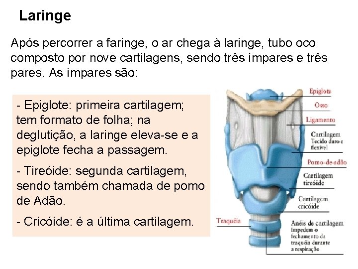 Laringe Após percorrer a faringe, o ar chega à laringe, tubo oco composto por
