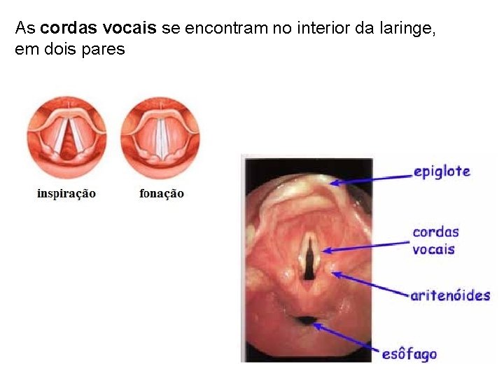 As cordas vocais se encontram no interior da laringe, em dois pares 
