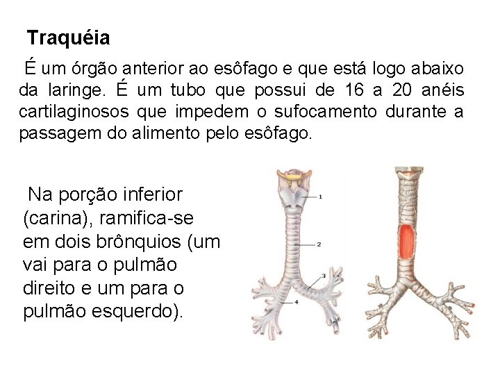 Traquéia É um órgão anterior ao esôfago e que está logo abaixo da laringe.