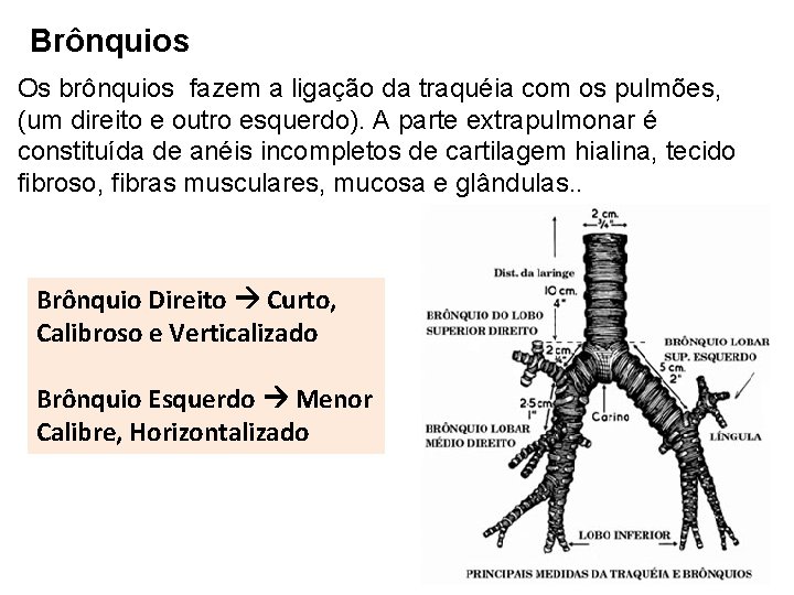 Brônquios Os brônquios fazem a ligação da traquéia com os pulmões, (um direito e