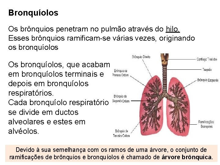 Bronquíolos Os brônquios penetram no pulmão através do hilo. Esses brônquios ramificam-se várias vezes,