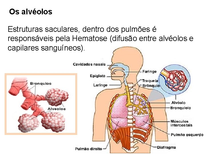 Os alvéolos Estruturas saculares, dentro dos pulmões é responsáveis pela Hematose (difusão entre alvéolos