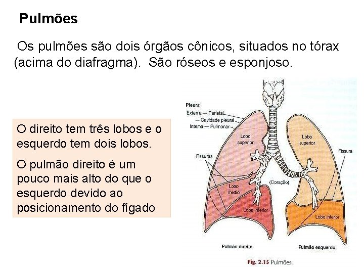 Pulmões Os pulmões são dois órgãos cônicos, situados no tórax (acima do diafragma). São
