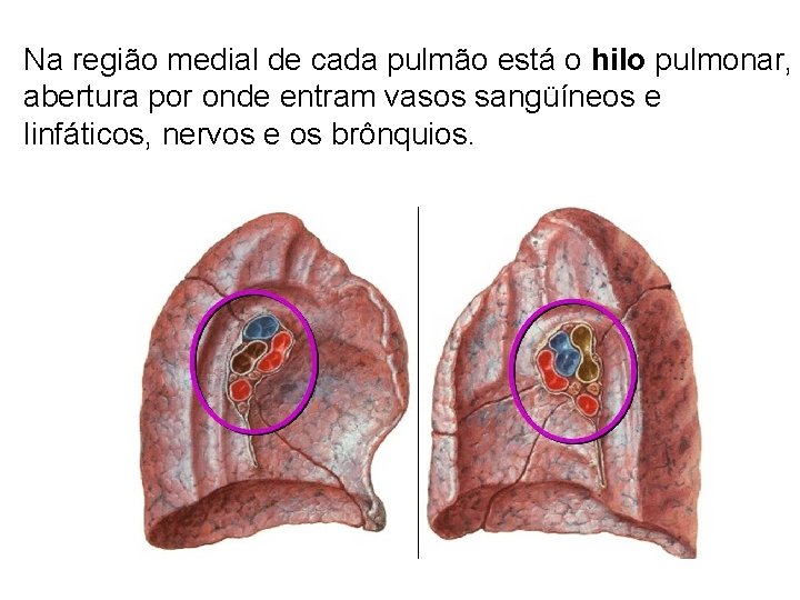 Na região medial de cada pulmão está o hilo pulmonar, abertura por onde entram