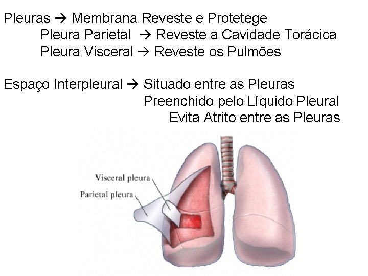 Pleuras Membrana Reveste e Protetege Pleura Parietal Reveste a Cavidade Torácica Pleura Visceral Reveste