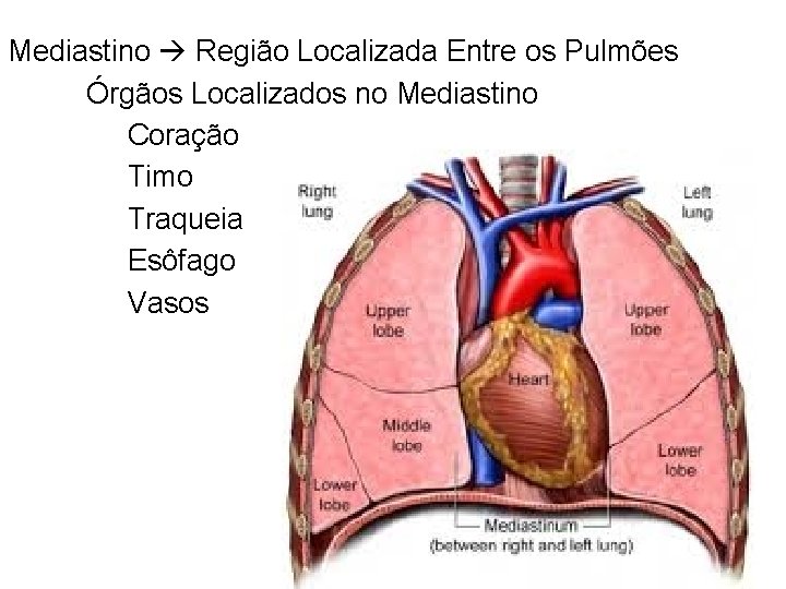 Mediastino Região Localizada Entre os Pulmões Órgãos Localizados no Mediastino Coração Timo Traqueia Esôfago