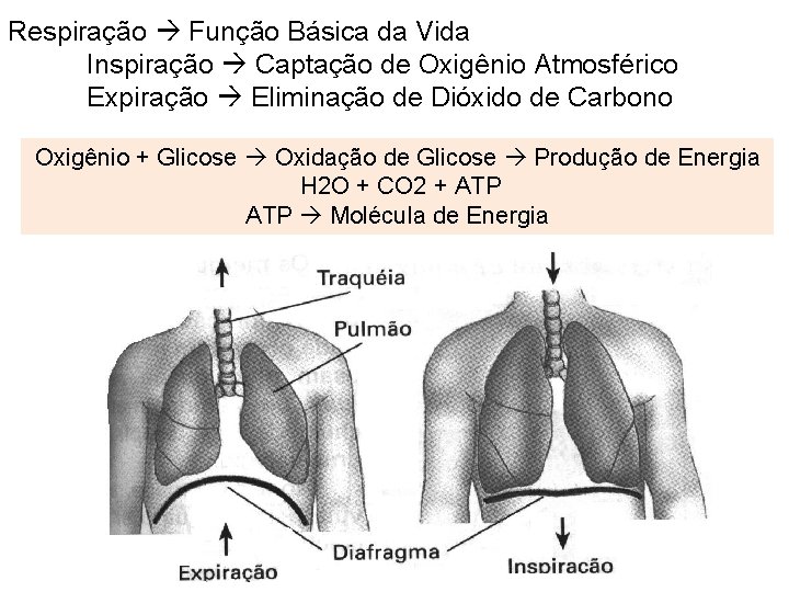 Respiração Função Básica da Vida Inspiração Captação de Oxigênio Atmosférico Expiração Eliminação de Dióxido