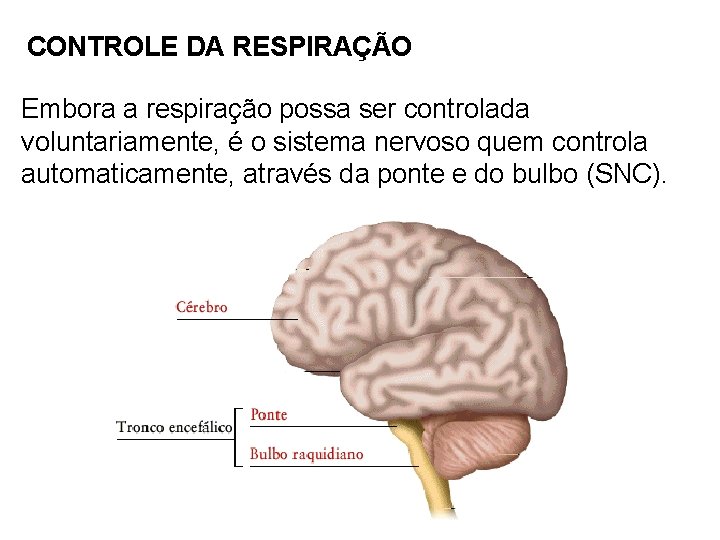 CONTROLE DA RESPIRAÇÃO Embora a respiração possa ser controlada voluntariamente, é o sistema nervoso