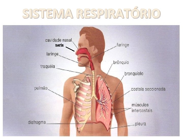 SISTEMA RESPIRATÓRIO nariz 