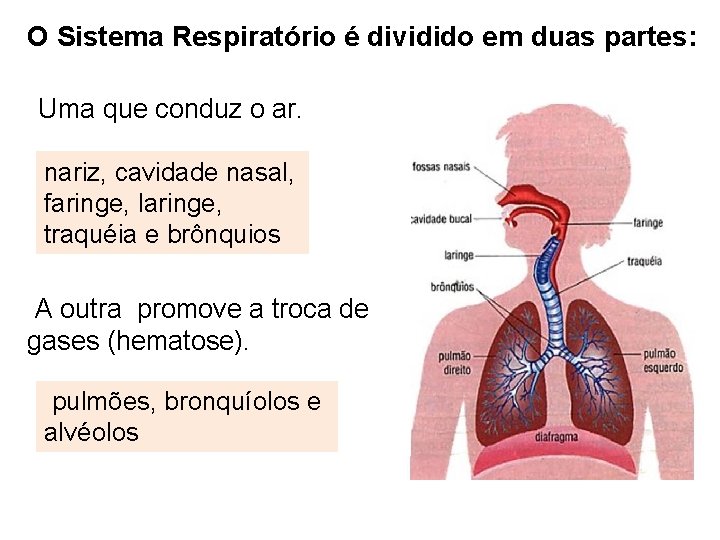 O Sistema Respiratório é dividido em duas partes: Uma que conduz o ar. nariz,