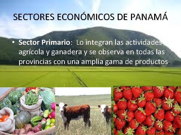 SECTORES ECONÓMICOS DE PANAMÁ • Sector Primario: Lo integran las actividades agrícola y ganadera