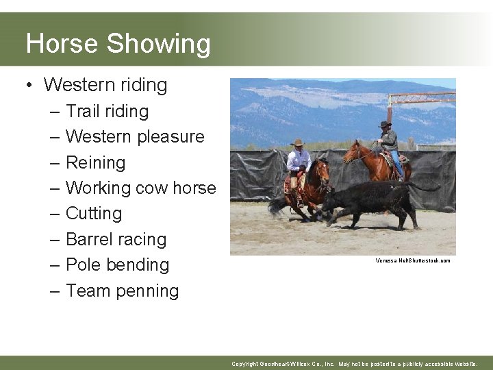 Horse Showing • Western riding – Trail riding – Western pleasure – Reining –