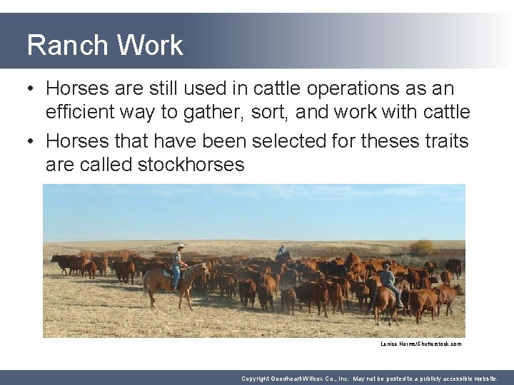 Ranch Work • Horses are still used in cattle operations as an efficient way