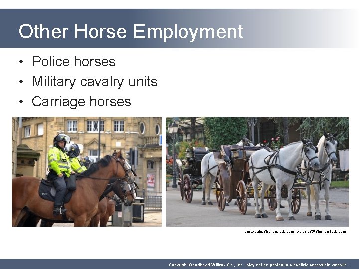 Other Horse Employment • Police horses • Military cavalry units • Carriage horses veroxdale/Shutterstock.