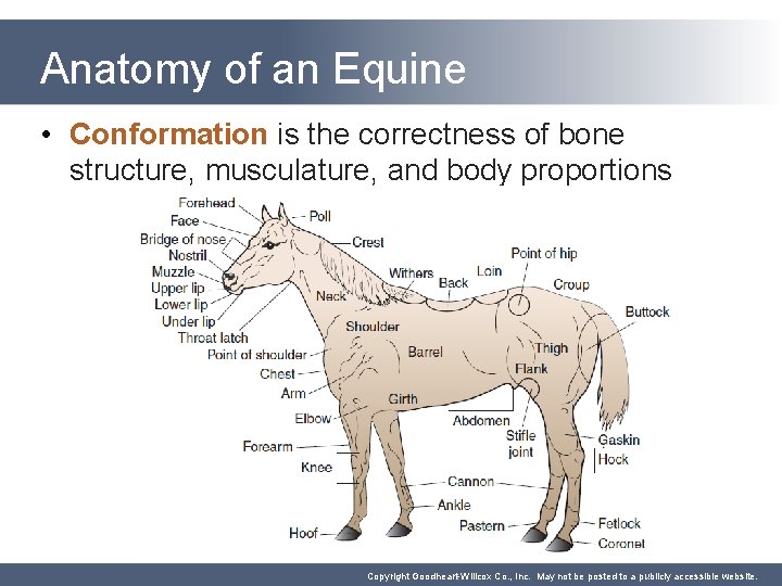 Anatomy of an Equine • Conformation is the correctness of bone structure, musculature, and