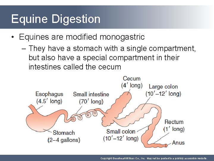 Equine Digestion • Equines are modified monogastric – They have a stomach with a