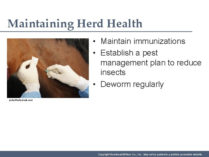 Maintaining Herd Health • Maintain immunizations • Establish a pest management plan to reduce