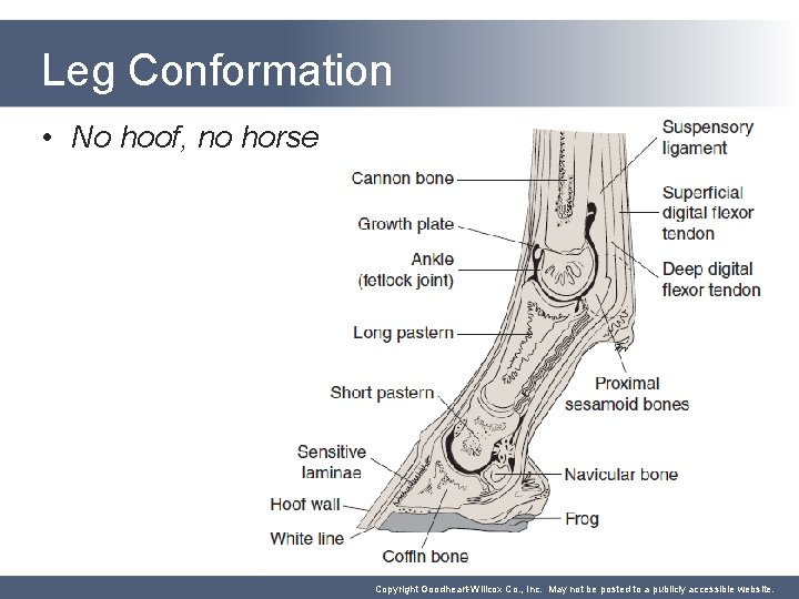 Leg Conformation • No hoof, no horse Copyright Goodheart-Willcox Co. , Inc. May not
