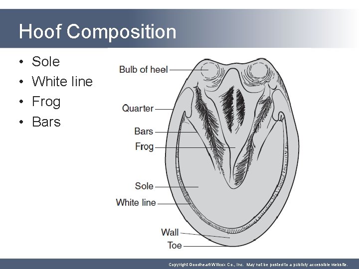 Hoof Composition • • Sole White line Frog Bars Copyright Goodheart-Willcox Co. , Inc.