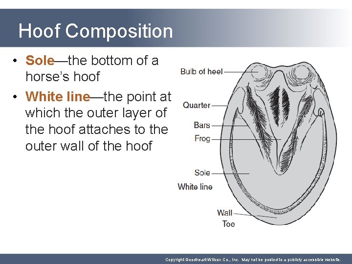 Hoof Composition • Sole—the bottom of a horse’s hoof • White line—the point at