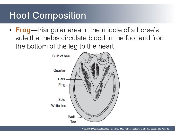 Hoof Composition • Frog—triangular area in the middle of a horse’s sole that helps