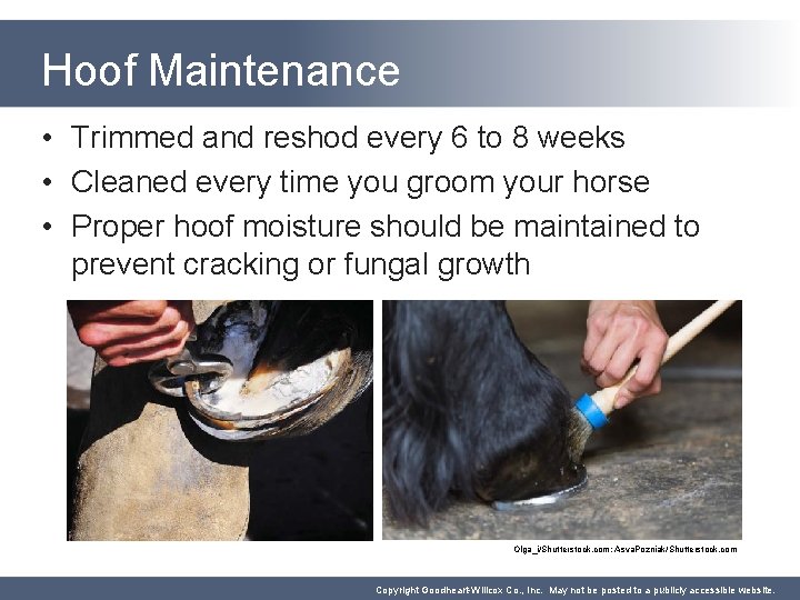 Hoof Maintenance • Trimmed and reshod every 6 to 8 weeks • Cleaned every
