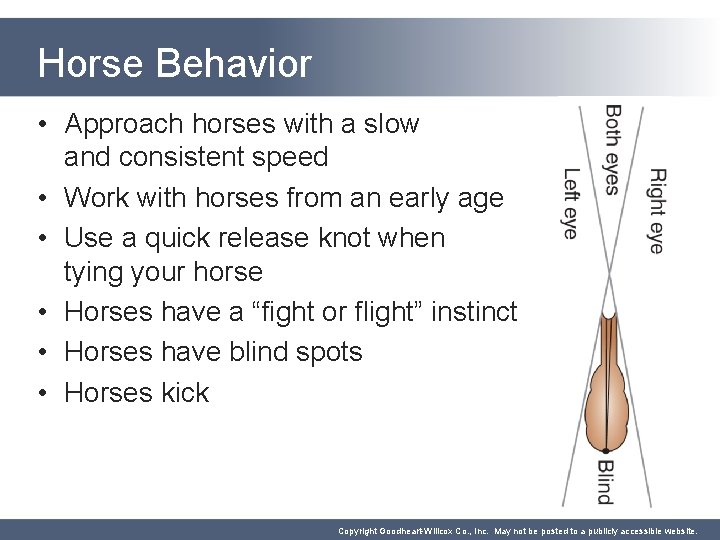 Horse Behavior • Approach horses with a slow and consistent speed • Work with