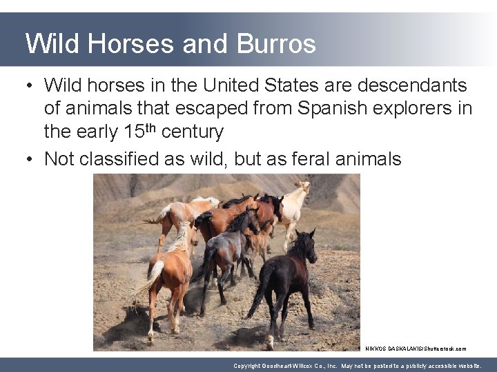 Wild Horses and Burros • Wild horses in the United States are descendants of Wild Horses and Burros • Wild horses in the United States are descendants of