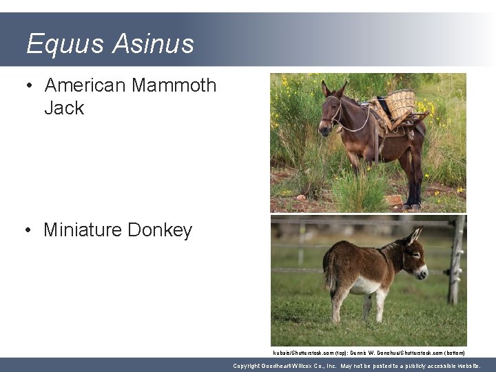 Equus Asinus • American Mammoth Jack • Miniature Donkey kubais/Shutterstock. com (top); Dennis W.