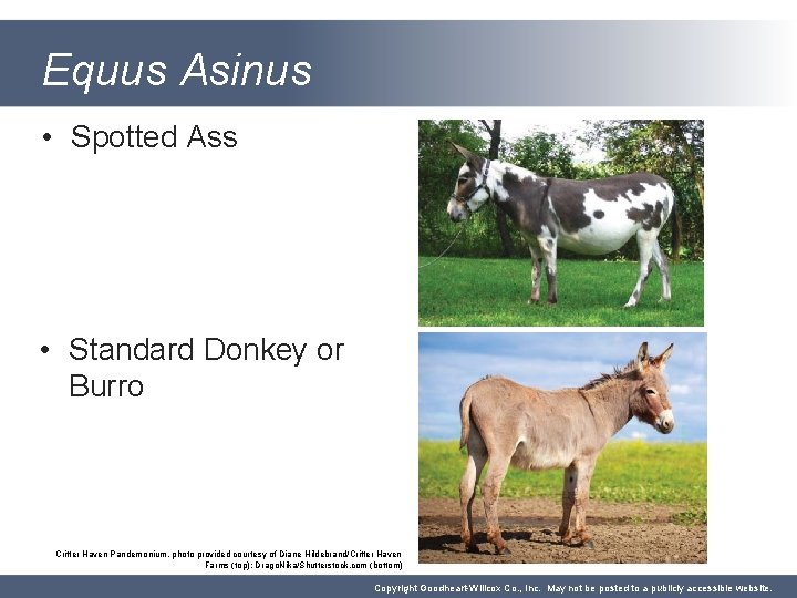 Equus Asinus • Spotted Ass • Standard Donkey or Burro Critter Haven Pandemonium, photo