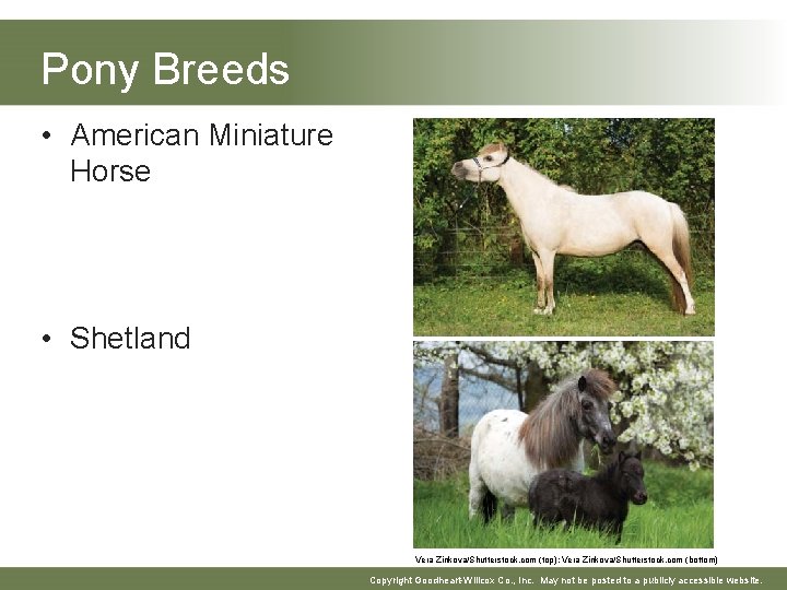 Pony Breeds • American Miniature Horse • Shetland Vera Zinkova/Shutterstock. com (top); Vera Zinkova/Shutterstock.