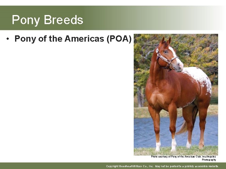 Pony Breeds • Pony of the Americas (POA) Photo courtesy of Pony of the