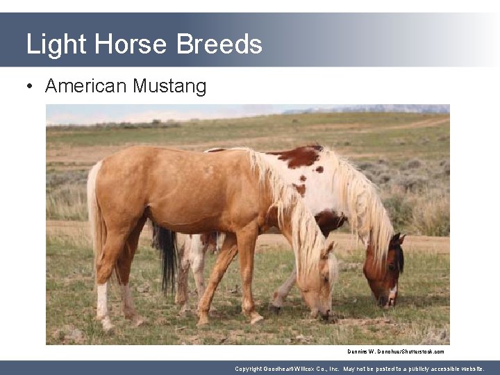 Light Horse Breeds • American Mustang Dennins W. Donohue/Shutterstock. com Copyright Goodheart-Willcox Co. ,