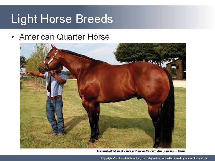 Light Horse Breeds • American Quarter Horse Telasecret, AQHA World Champion Producer, Courtesy Clark
