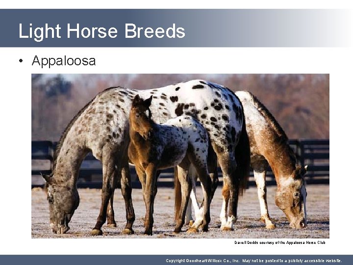 Light Horse Breeds • Appaloosa Darrell Dodds courtesy of the Appaloosa Horse Club Copyright