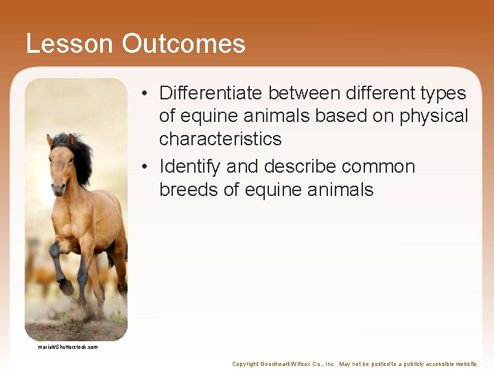 Lesson Outcomes • Differentiate between different types of equine animals based on physical characteristics