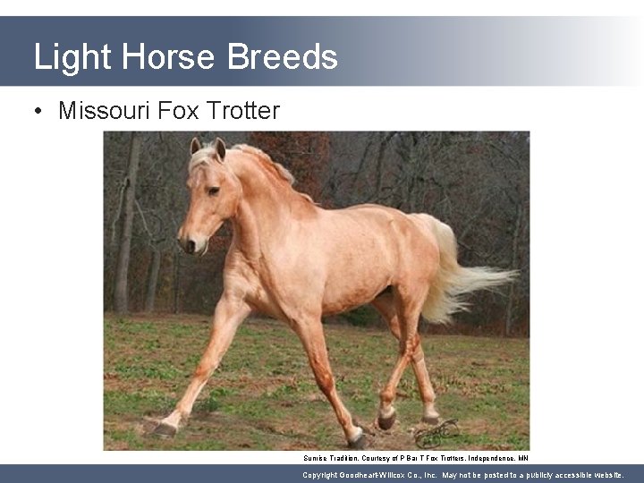 Light Horse Breeds • Missouri Fox Trotter Sunrise Tradition, Courtesy of P Bar T