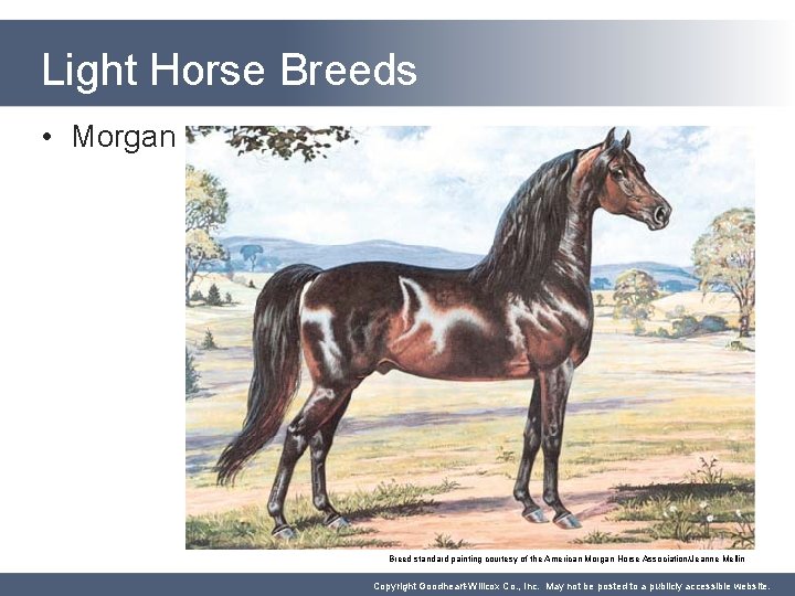 Light Horse Breeds • Morgan Breed standard painting courtesy of the American Morgan Horse