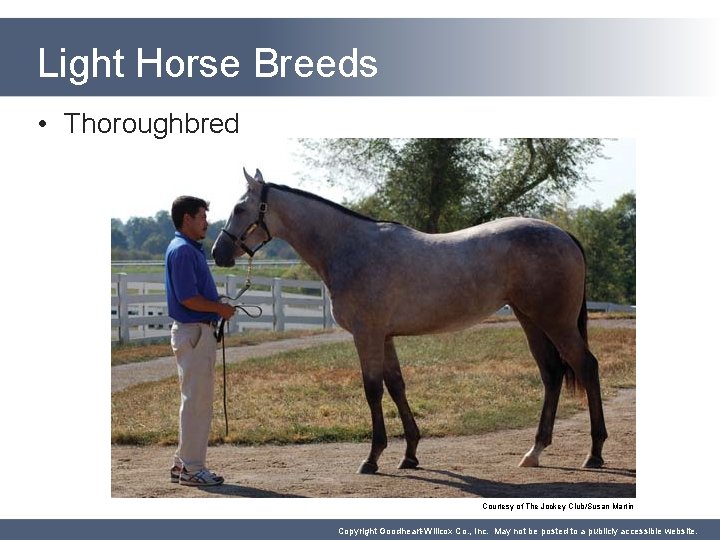 Light Horse Breeds • Thoroughbred Courtesy of The Jockey Club/Susan Martin Copyright Goodheart-Willcox Co.