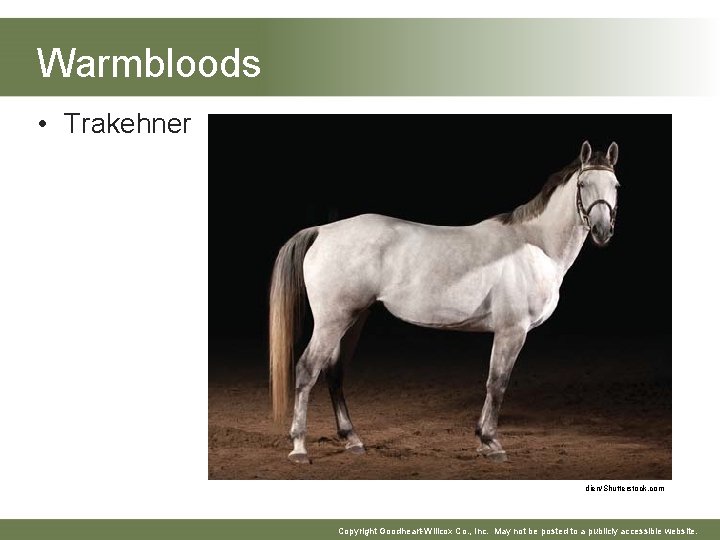 Warmbloods • Trakehner dien/Shutterstock. com Copyright Goodheart-Willcox Co. , Inc. May not be posted