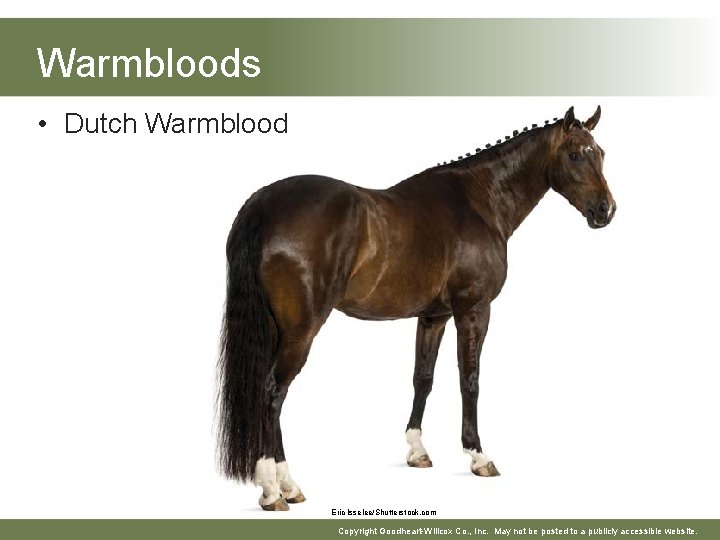 Warmbloods • Dutch Warmblood Eric Isselee/Shutterstock. com Copyright Goodheart-Willcox Co. , Inc. May not