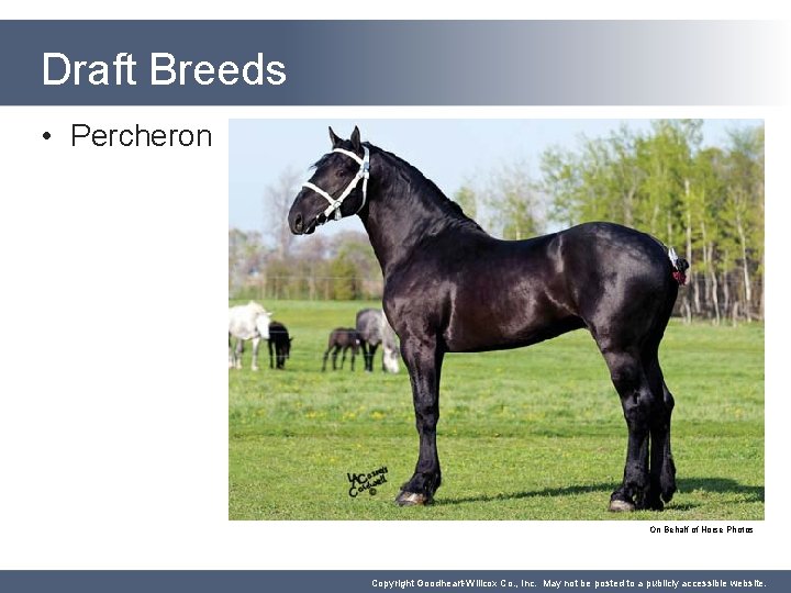 Draft Breeds • Percheron On Behalf of Horse Photos Copyright Goodheart-Willcox Co. , Inc.