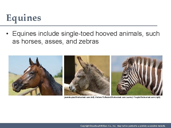 Equines • Equines include single-toed hooved animals, such as horses, asses, and zebras jacotakepics/Shutterstock.