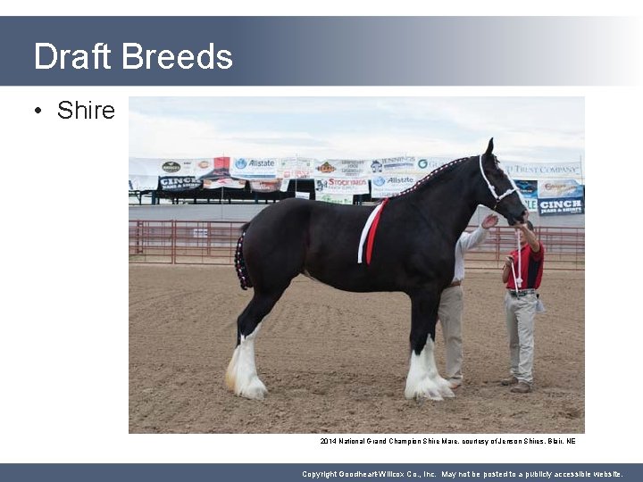 Draft Breeds • Shire 2014 National Grand Champion Shire Mare, courtesy of Jenson Shires,