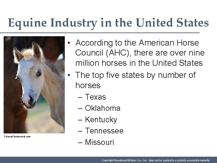 Equine Industry in the United States • According to the American Horse Council (AHC),