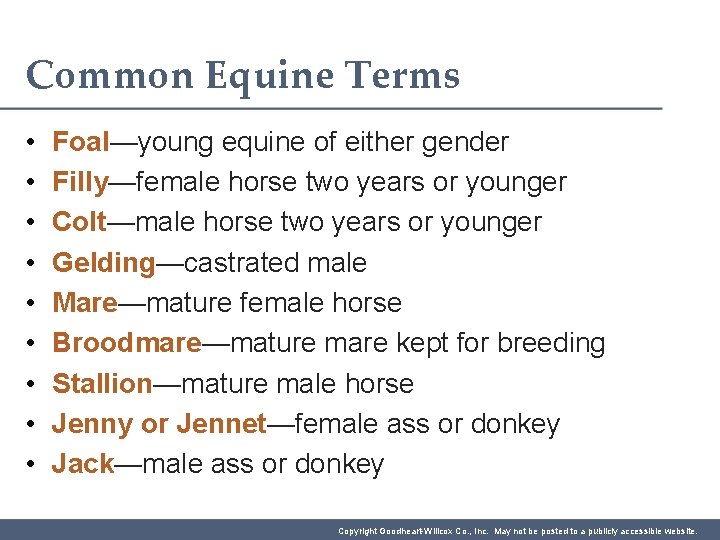 Common Equine Terms • • • Foal—young equine of either gender Filly—female horse two