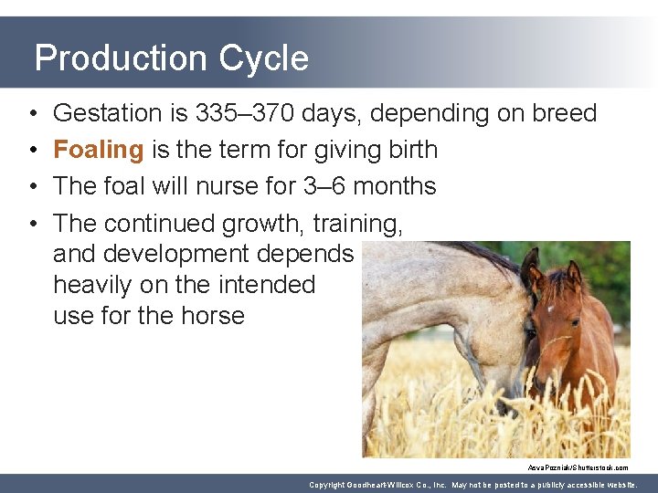 Production Cycle • • Gestation is 335– 370 days, depending on breed Foaling is