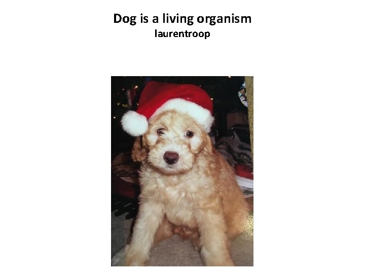 Dog is a living organism laurentroop 