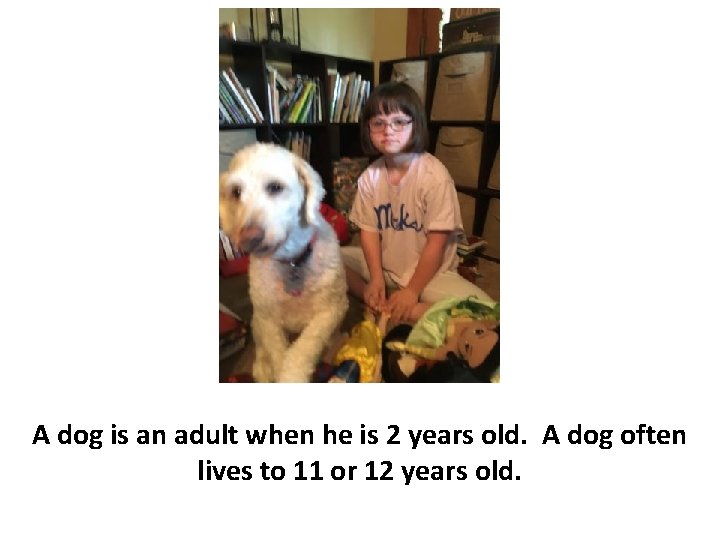 A dog is an adult when he is 2 years old. A dog often