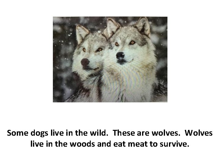 Some dogs live in the wild. These are wolves. Wolves live in the woods